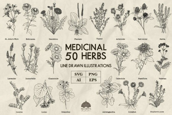Download Medicinal Herbs Line Art Svg Png Vector - Png vector Collection